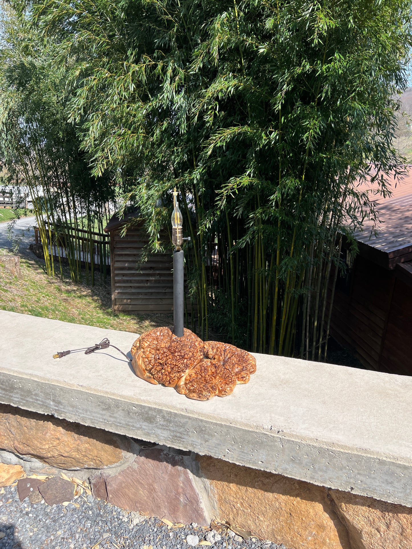 Maple Burl Table Lamp